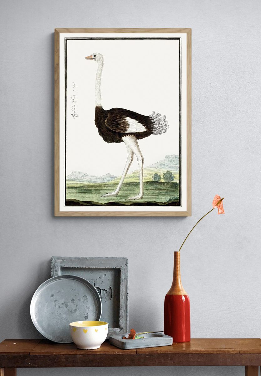 Ostrich Illustration Poster. — room view 3