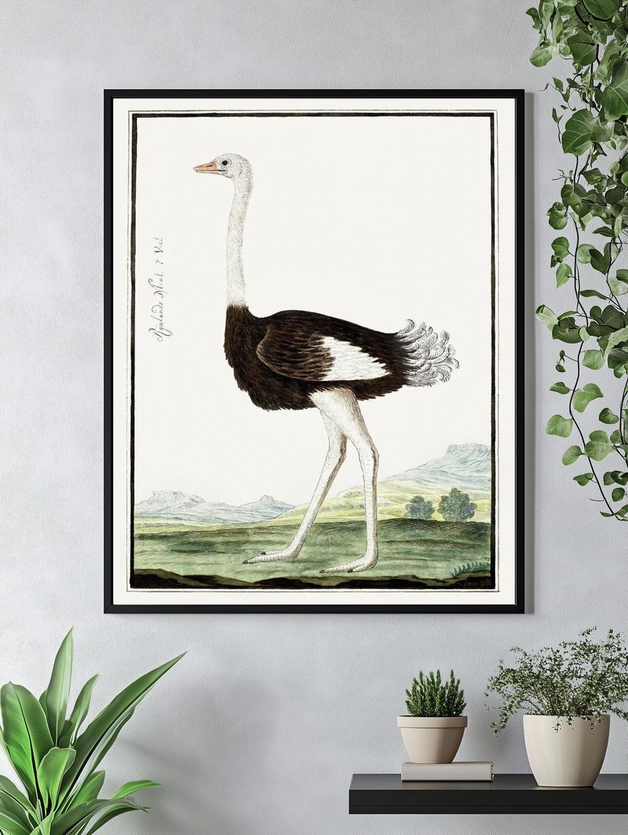 Ostrich Illustration Poster. — room view 4