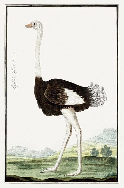 Ostrich Illustration Poster. poster print