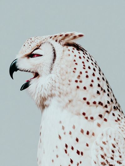 Majestic Owl Portrait Poster. poster print