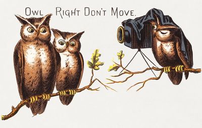 Owl Photography — Funny Print. poster print