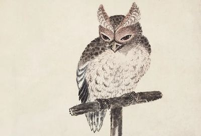 Owl on a Branch — Vintage Print. poster print