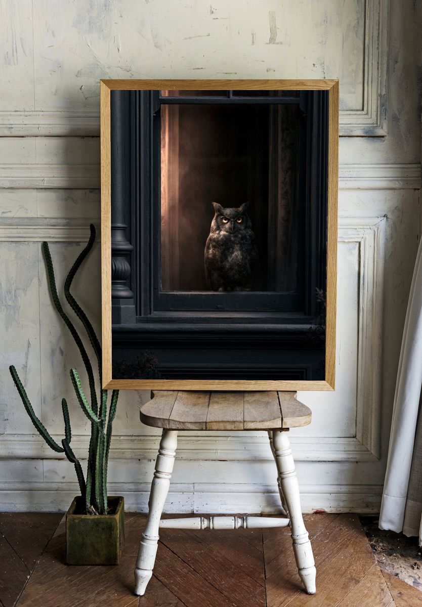 Owl in Window Photography Poster. room preview