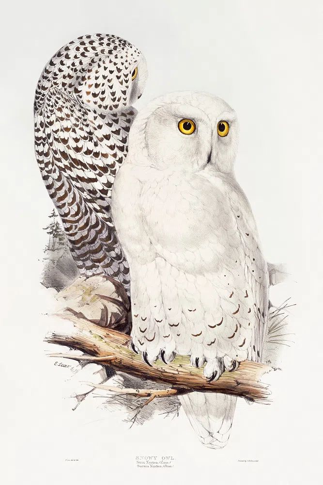 Snowy Owl (1832–1837) print high. poster detail