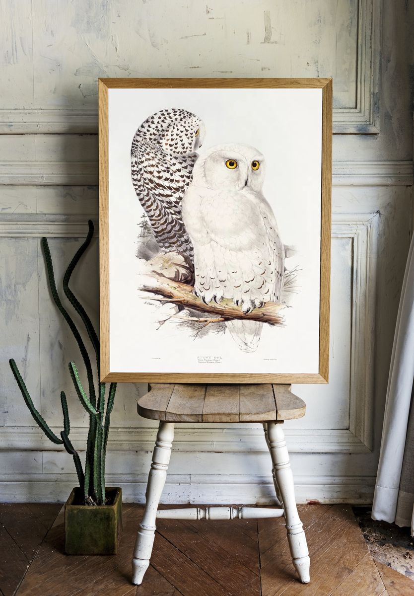 Snowy Owl (1832–1837) print high. — room view 1