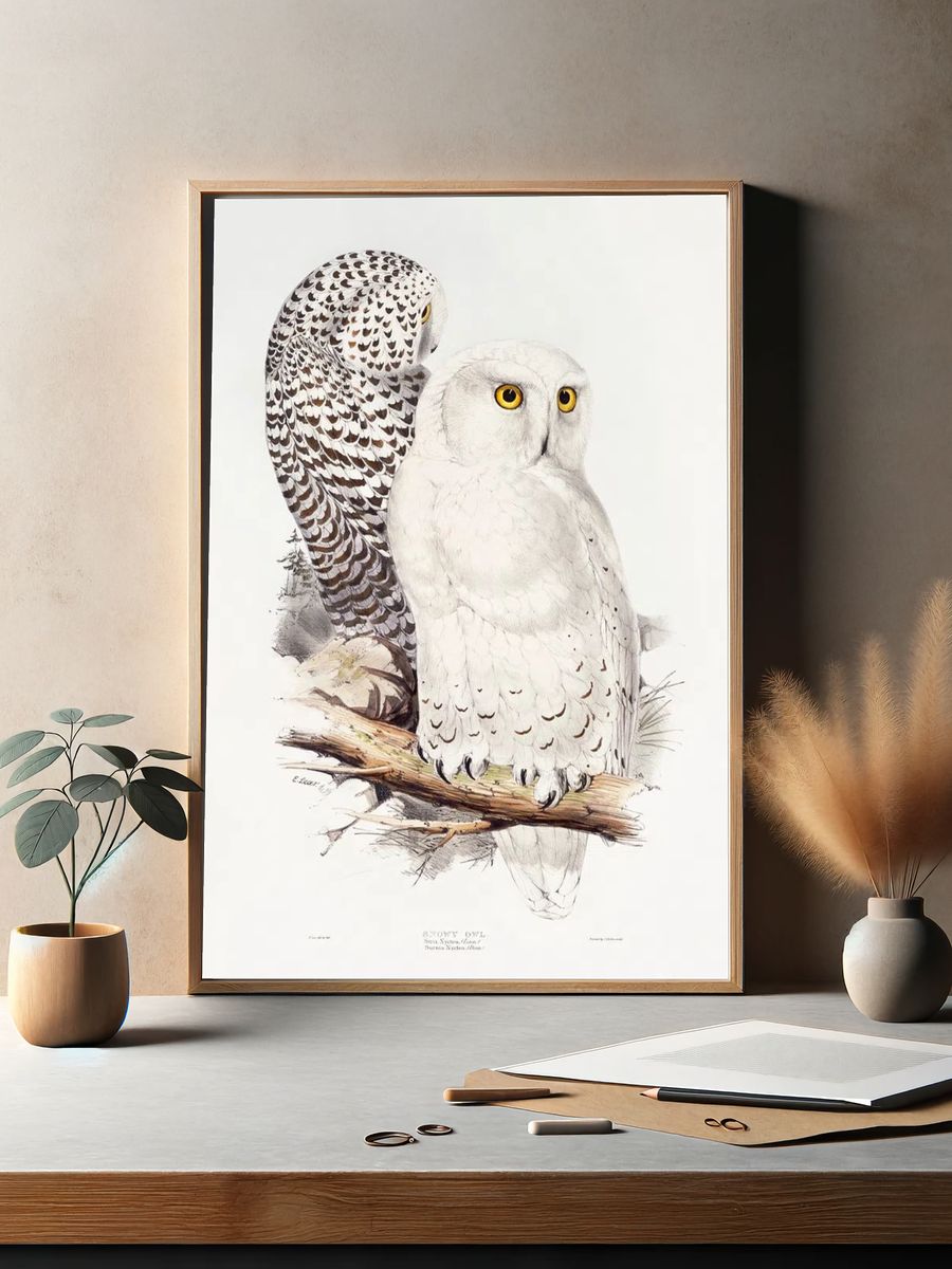 Snowy Owl (1832–1837) print high. — room view 2
