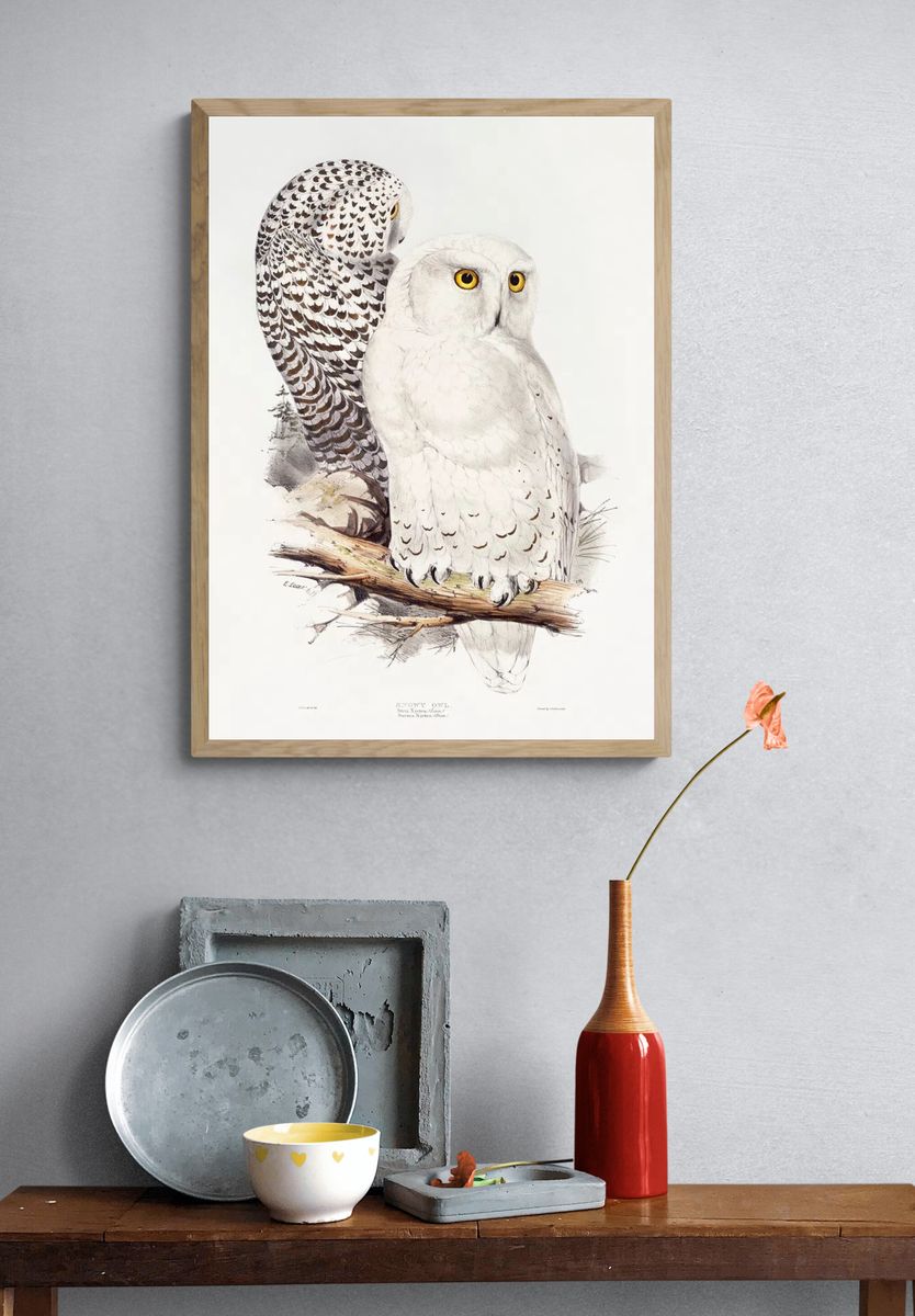 Snowy Owl (1832–1837) print high. — room view 3