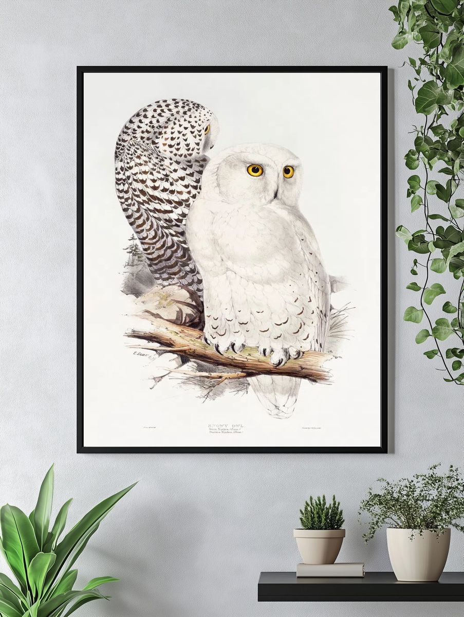 Snowy Owl (1832–1837) print high. — room view 4