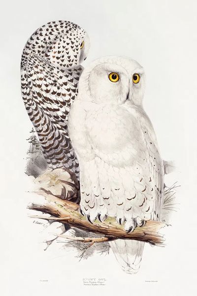 Snowy Owl (1832–1837) print high. poster print