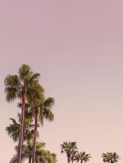 Palm Trees at Sunset Photography Poster.