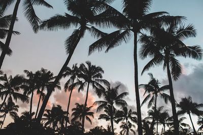 Palm trees.
