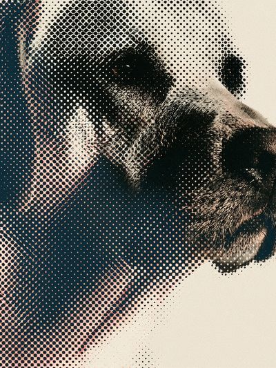 Panda Halftone Portrait Poster.