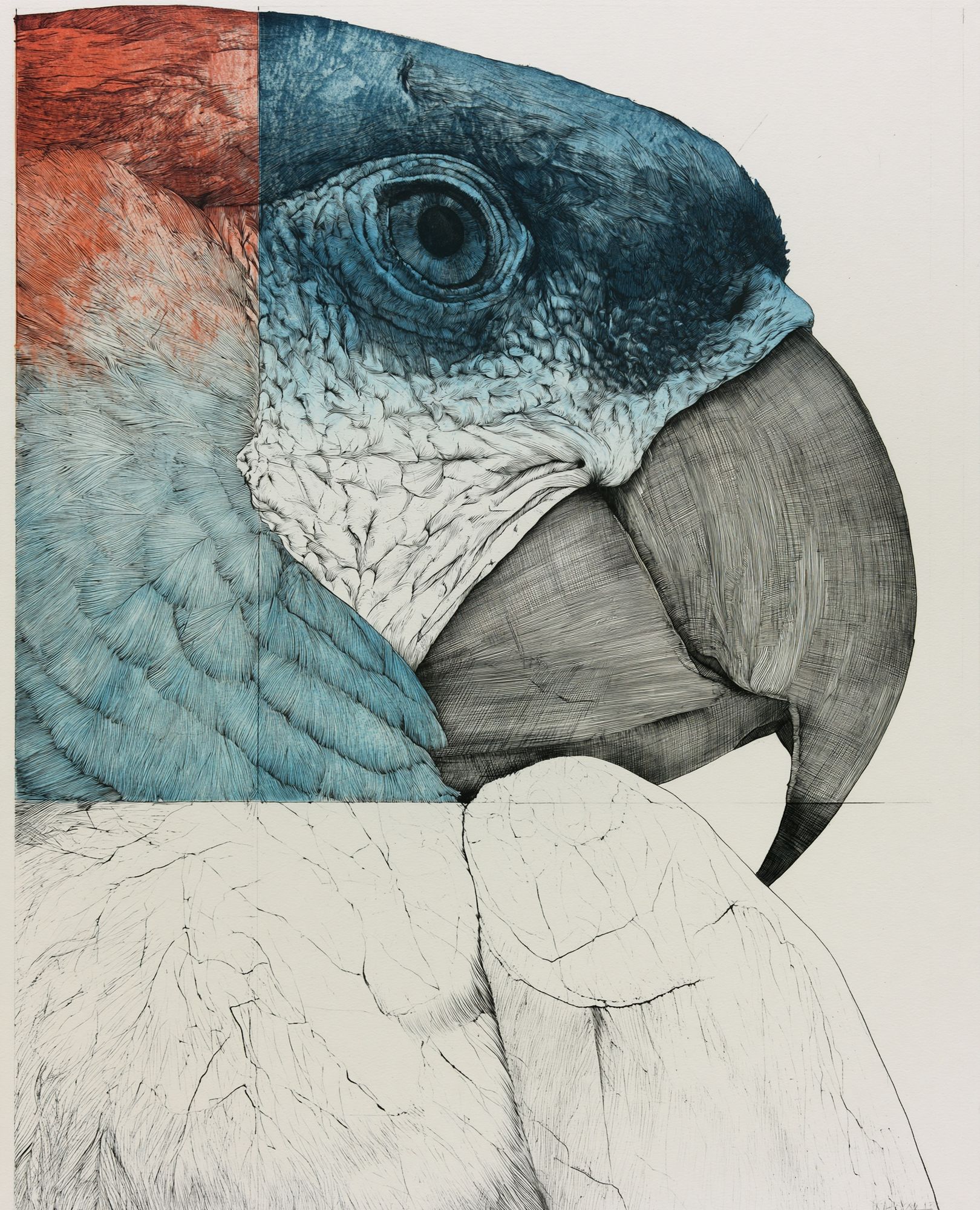 Parrot Portrait Illustration Poster. poster detail
