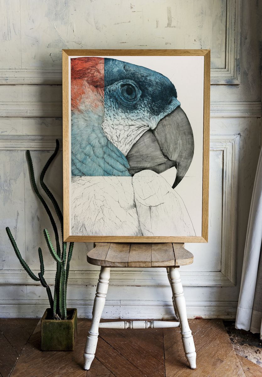 Parrot Portrait Illustration Poster. room preview