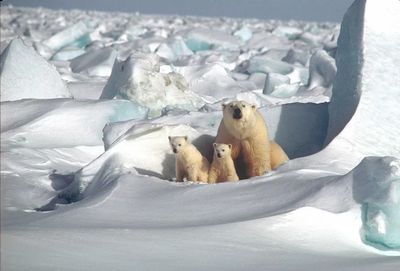 Polar Bears in Snowy Landscape Poster. poster print