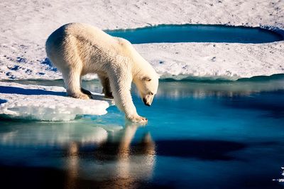 Polar bear Arctic. Original NASA.