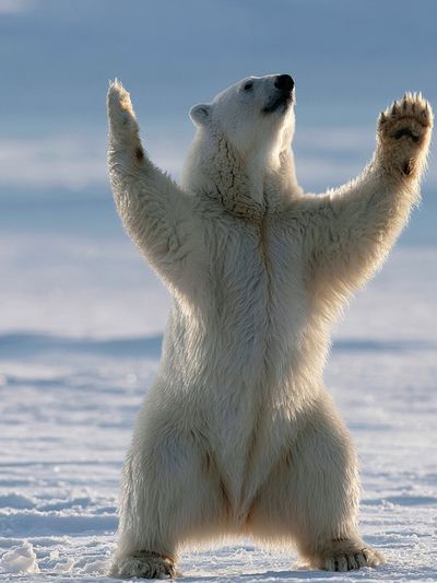 Polar Bear Standing Poster.