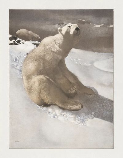 Polar Bear in Snow — Fine Art Print. poster print