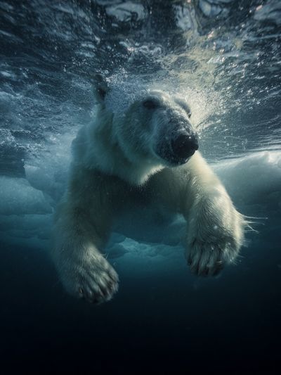 Polar Bear Underwater Photography Poster. poster print