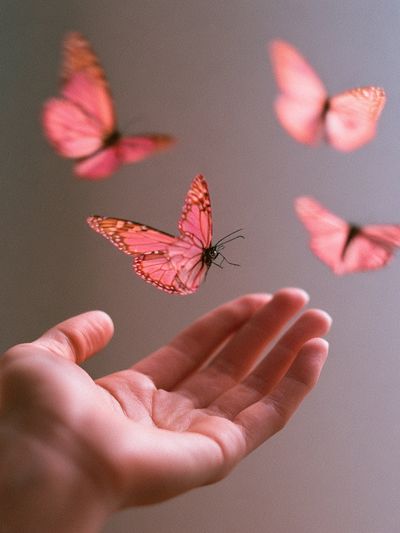 Pink Butterflies Photography Poster.