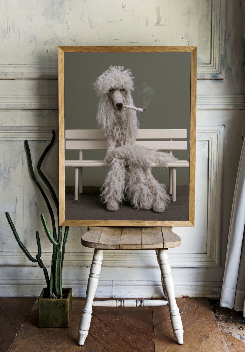 Poodle on Bench Photography Poster. room preview