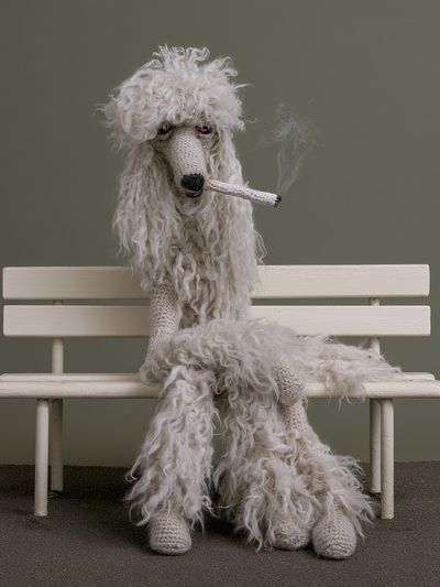 Poodle on Bench Photography Poster.