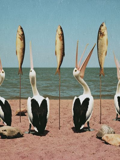 Pelicans and Fish Surrealism Print. poster print