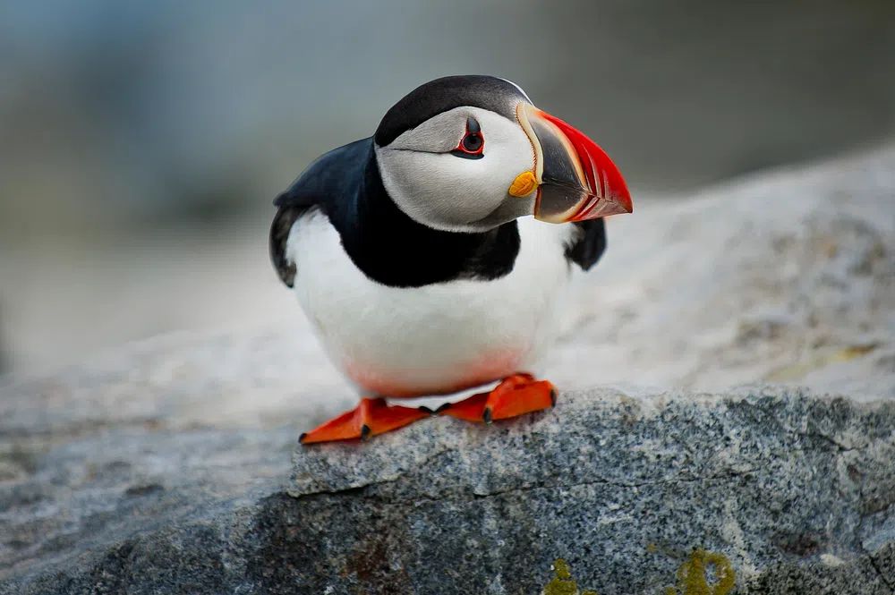 Puffin Bird Photography Poster. poster — animals art