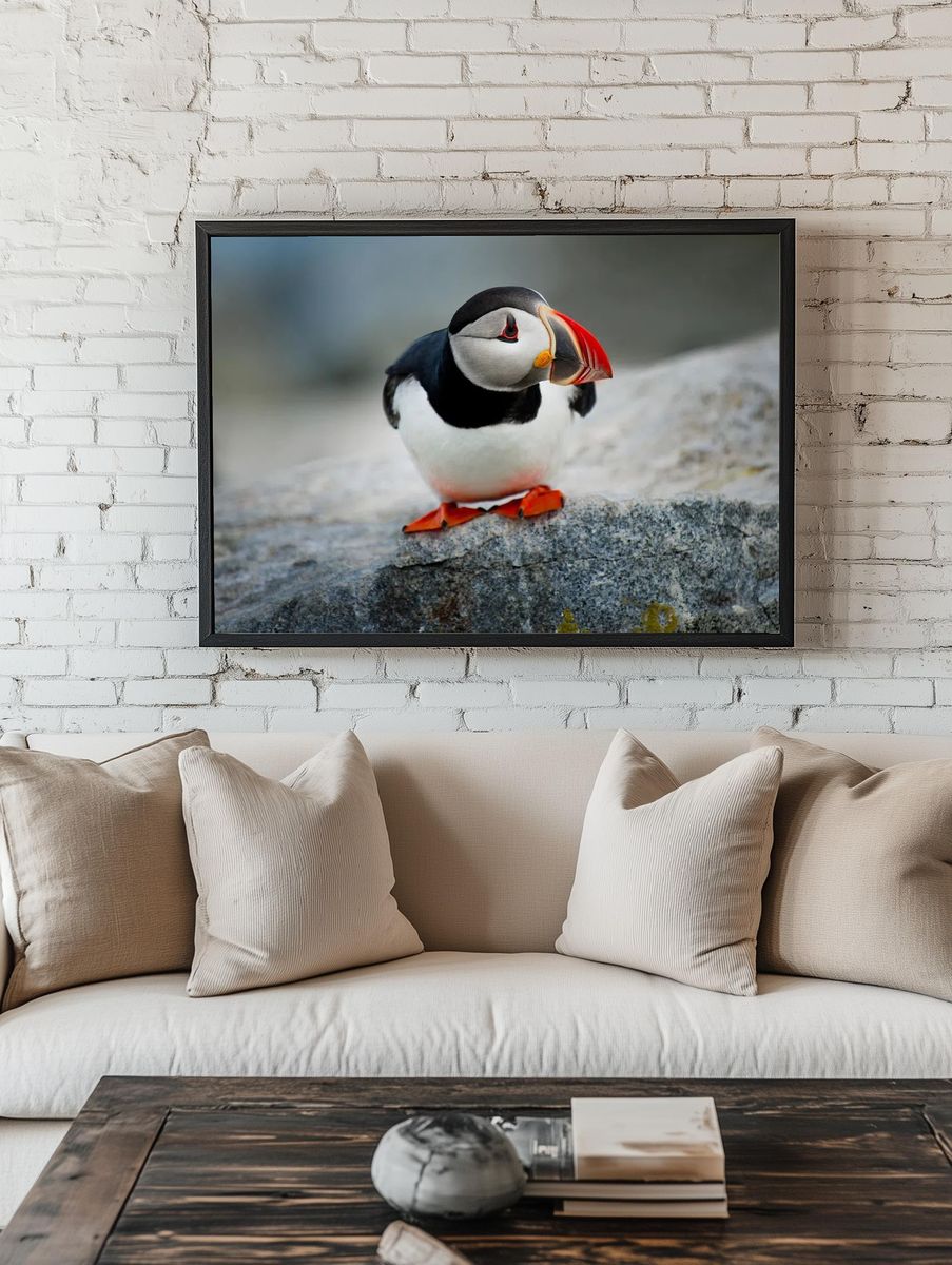 Puffin Bird Photography Poster. — room view 1