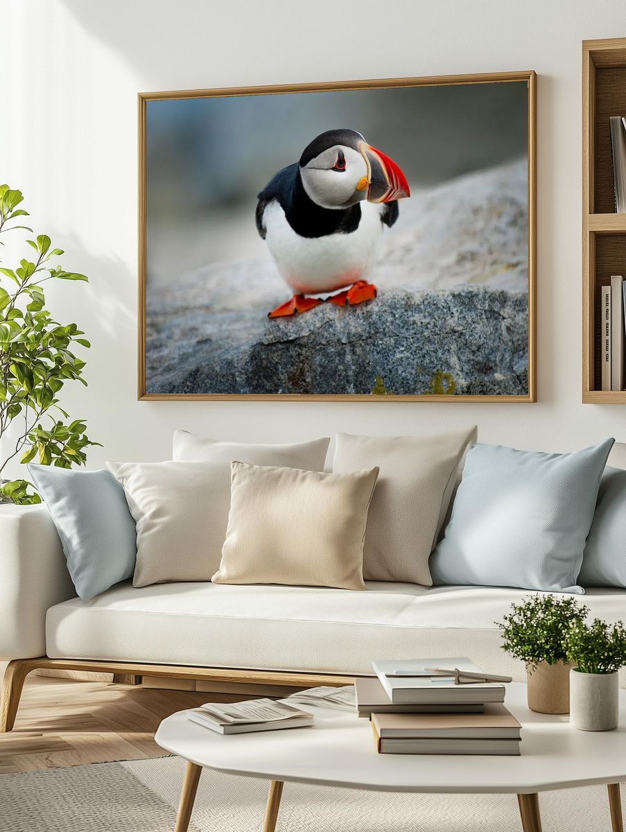 Puffin Bird Photography Poster. — room view 2