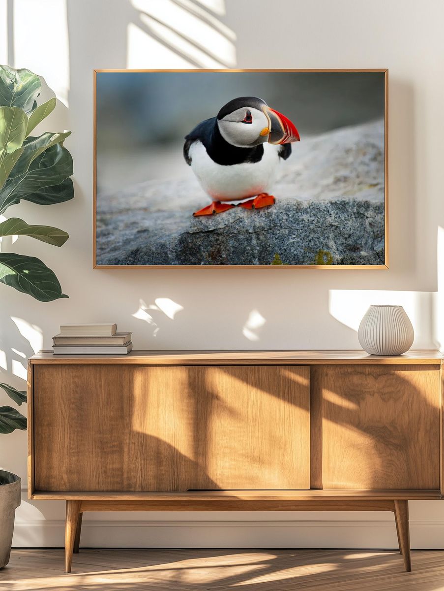 Puffin Bird Photography Poster. — room view 3