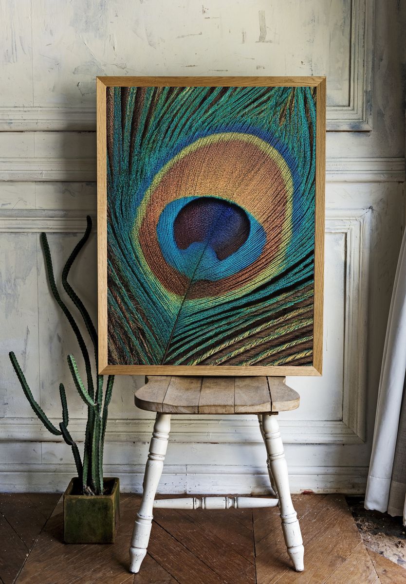 Peacock Feather Close-Up Print. room preview