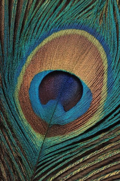 Peacock Feather Close-Up Print. poster