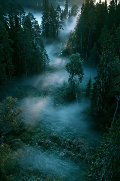 Misty Pine Forest Sunrise Poster.