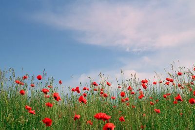Poppy Field Under Blue Sky Poster. poster print