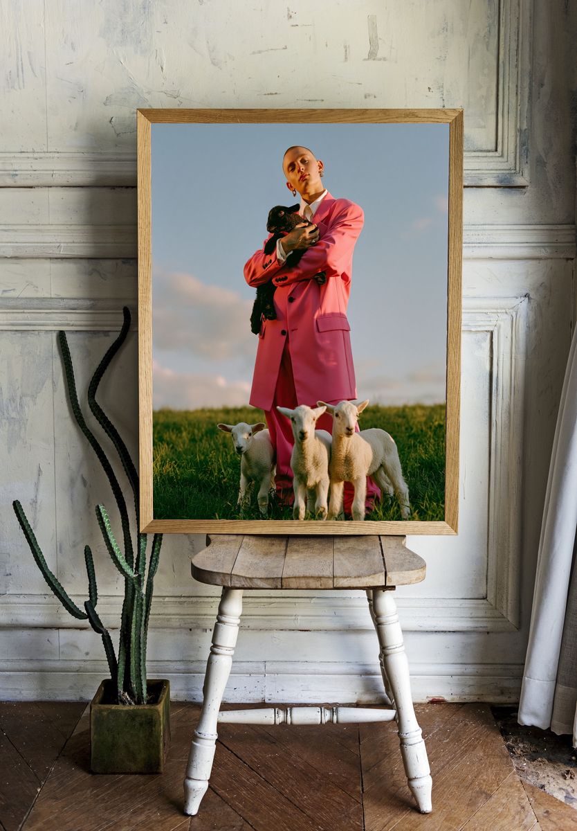 Pink Suit with Lambs Photography Poster. room preview