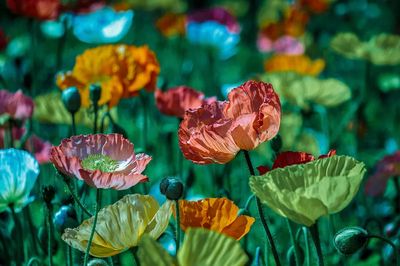 Colorful blooming poppies field. Original.