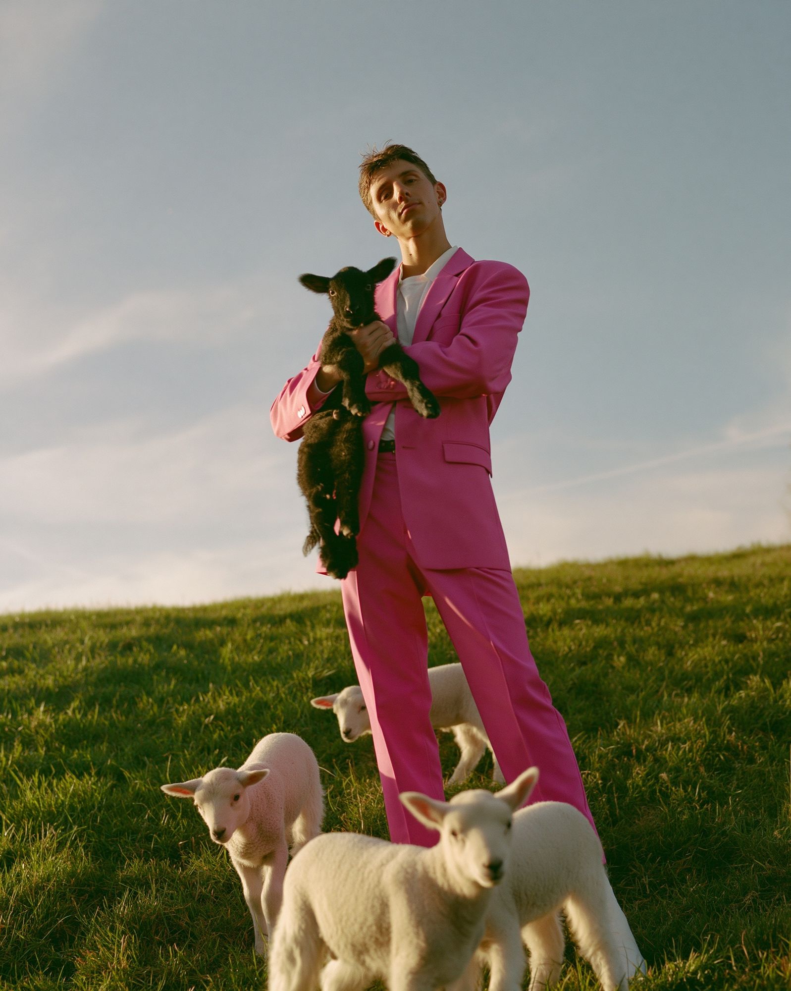 Pink Suit with Lambs Photography Poster. poster detail