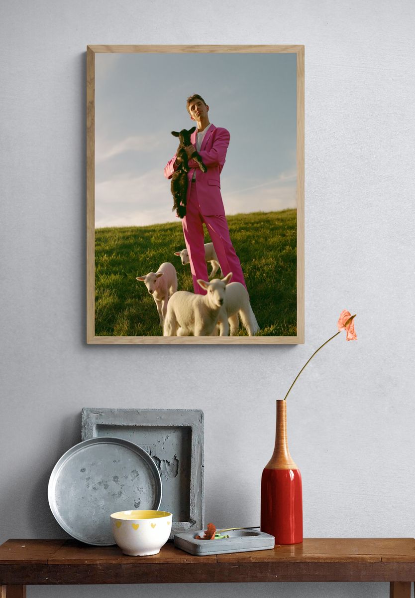 Pink Suit with Lambs Photography Poster. — room view 3