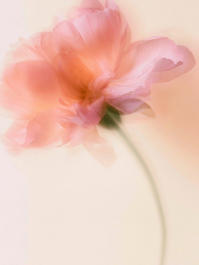 Soft Pink Blossom Photography Poster. poster detail