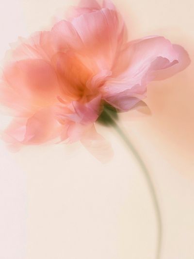 Soft Pink Blossom Photography Poster.