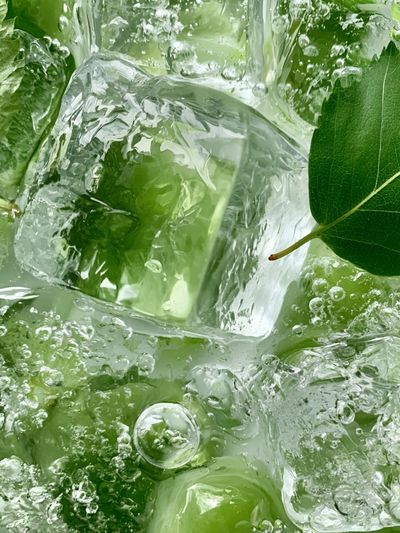 Green Ice Leaves Photography Poster. poster print