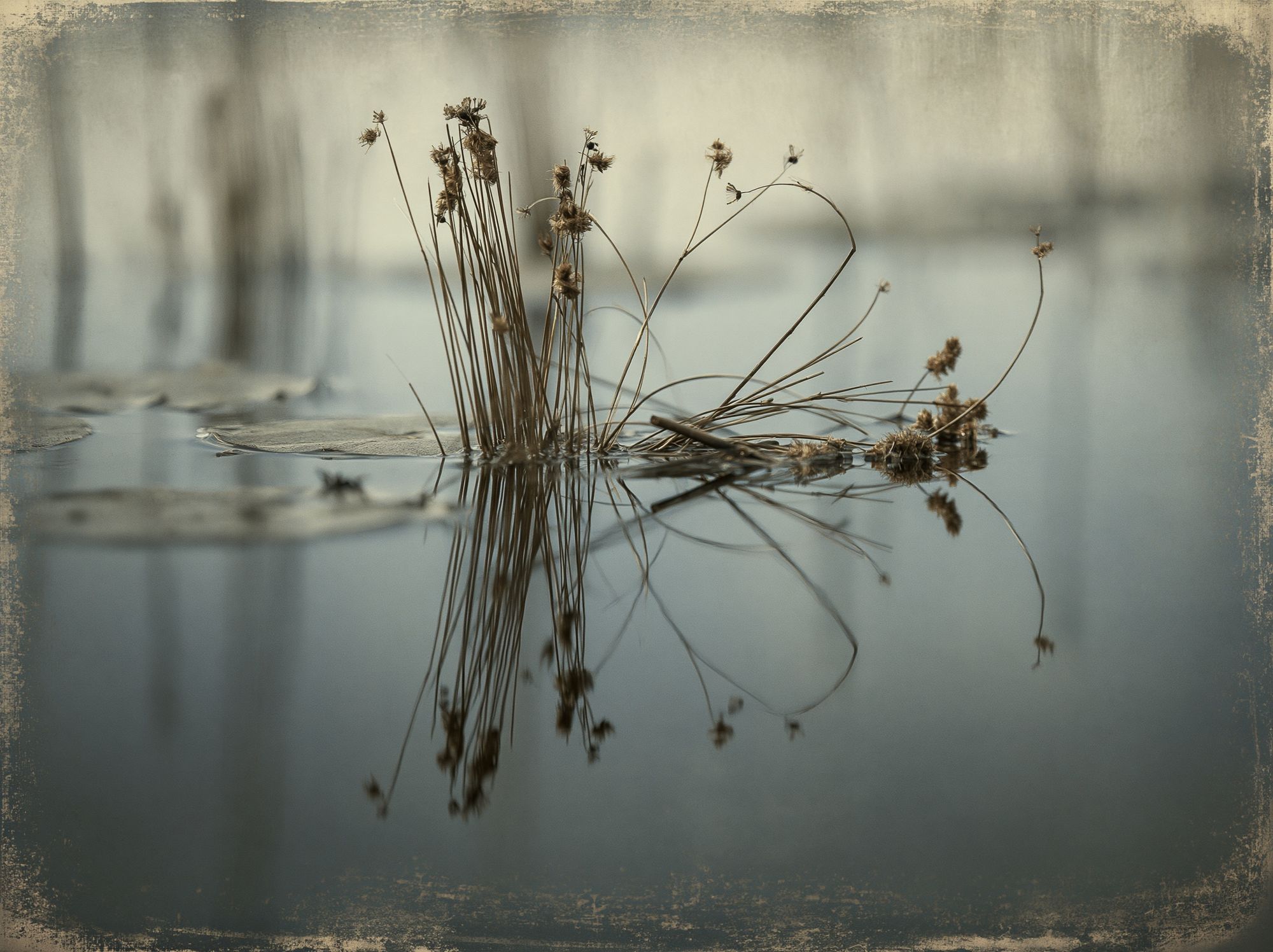 Reeds on Still Water Photography Poster. poster detail