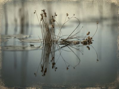 Reeds on Still Water Photography Poster. poster