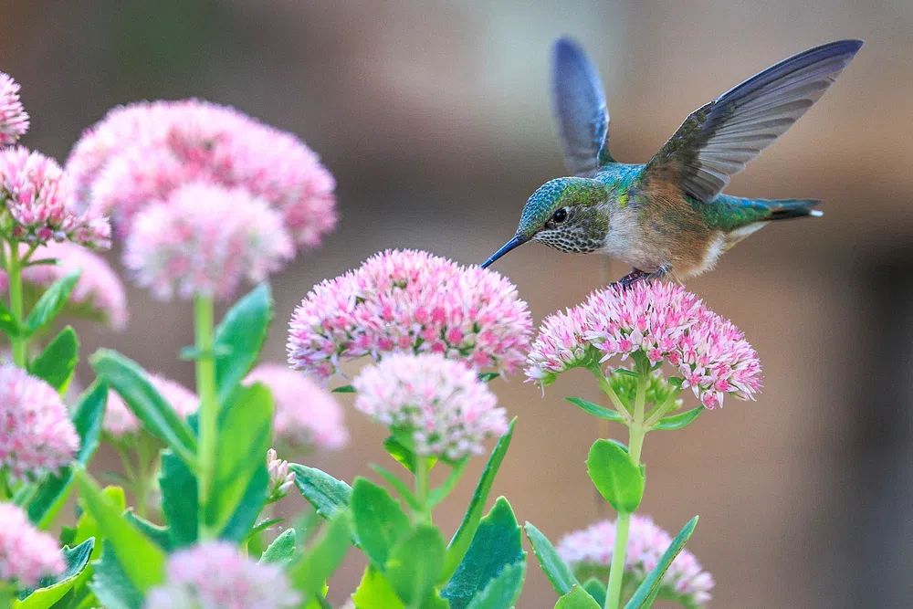 Hummingbird feeding flower. poster detail