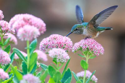 Hummingbird feeding flower.