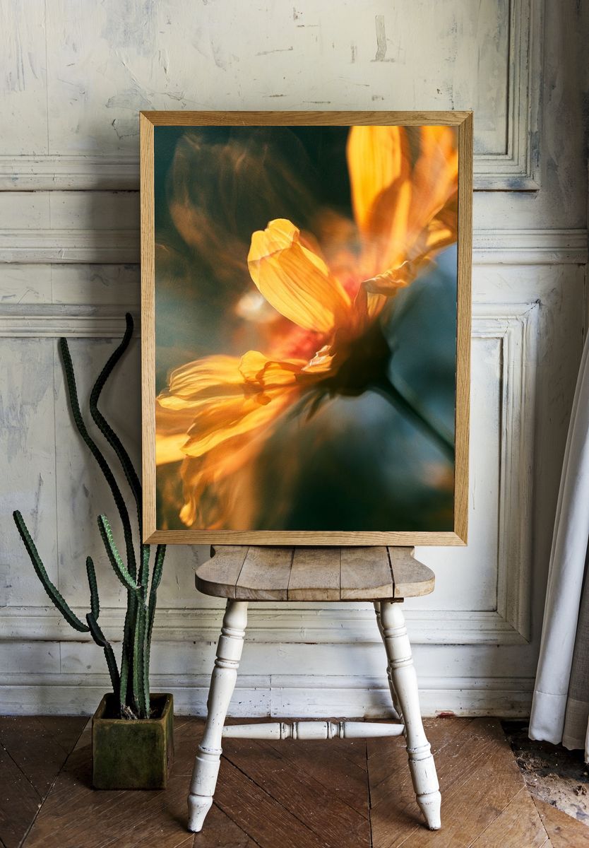 Golden Flower Bloom Photography Poster. room preview