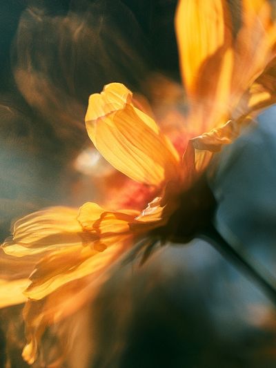 Golden Flower Bloom Photography Poster. poster