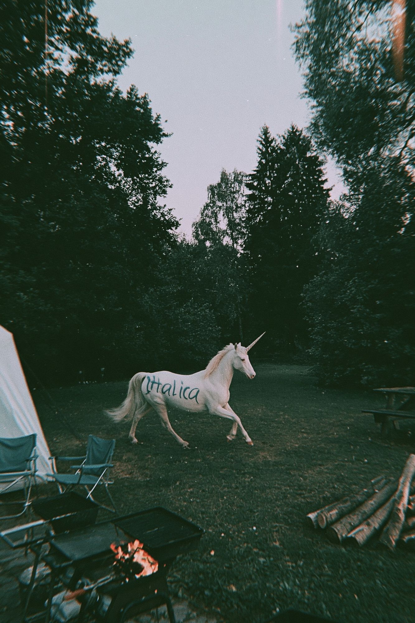 Unicorn in the Forest Photography Poster. poster — photography art