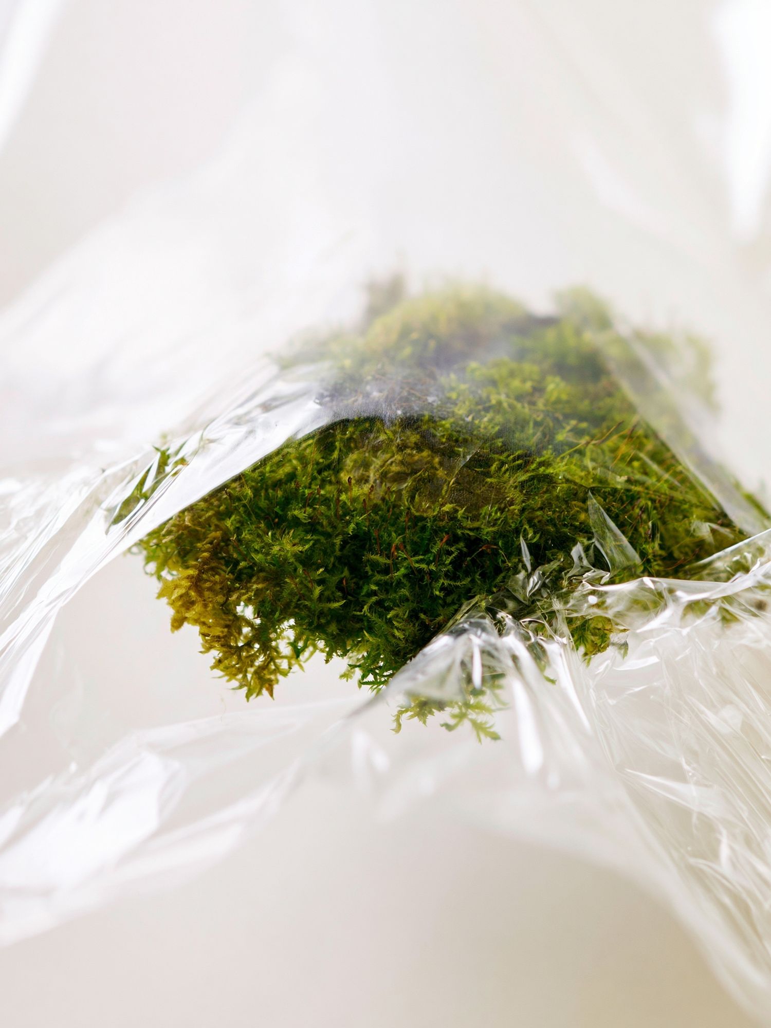 Moss in Plastic Wrap Photography Poster. poster detail